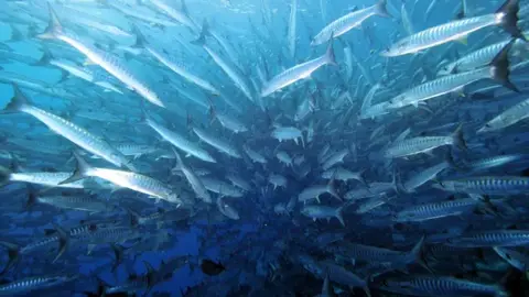 海と水中の写真の写真 20