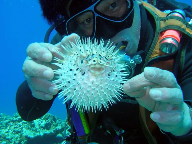 沖縄・渡嘉敷島ビーチ・水中写真の写真 17