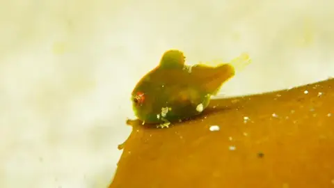 ダンゴウオの写真