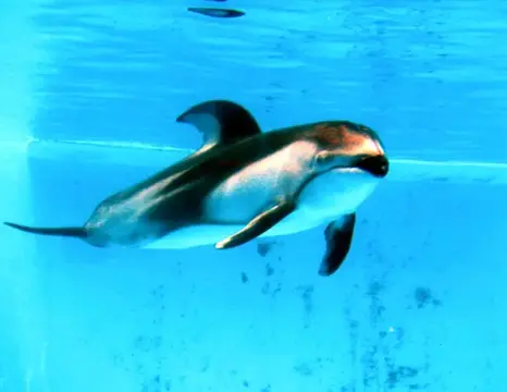富戸～海中公園ドルフィンツアーの写真 3