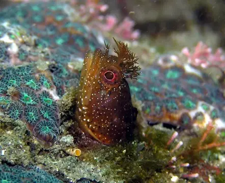 浮島ダイビングツアーの写真 3