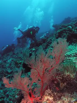 沖縄・渡嘉敷島ツアーフォトグラフの写真 31