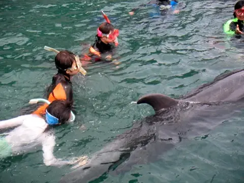 富戸～海中公園ドルフィンツアーの写真 9