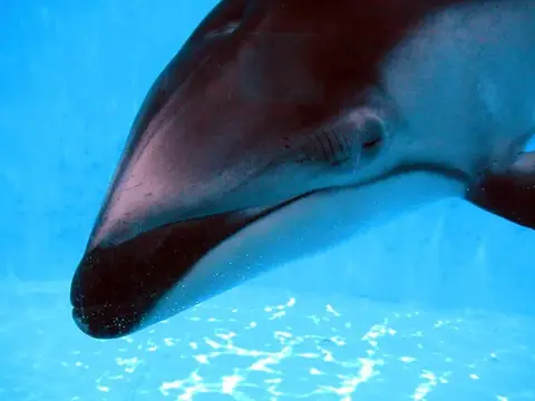 富戸～海中公園ドルフィンツアーの写真 5