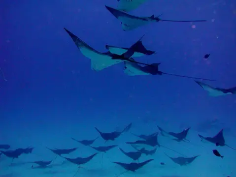 SAIPAN
ツアーフォトグラフの写真 7