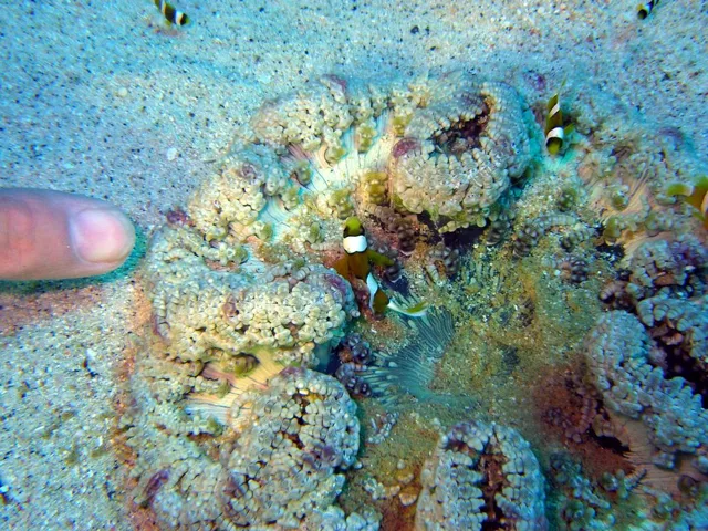 沖縄・渡嘉敷島ビーチ・水中写真の写真 19