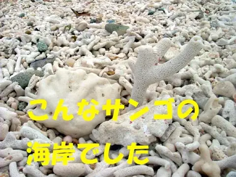 石垣島ツアー②の写真 10