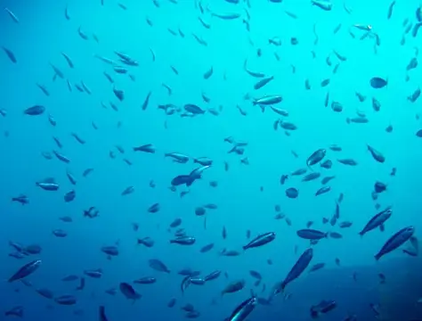 GW大島ダイビングツアー（海中編）の写真 1