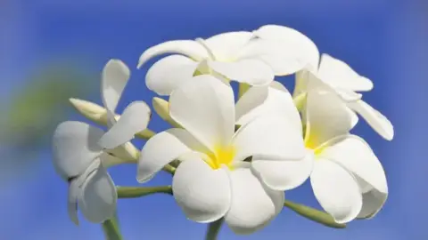 プルメリア