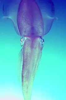 ５月大瀬ツアーの写真 1