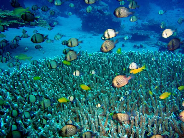 ドマゲッティ　ダイビング・水中写真の写真 24