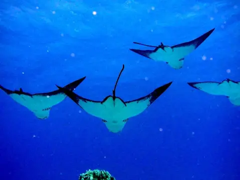 SAIPAN
ツアーフォトグラフの写真 5