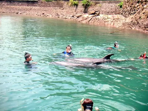 富戸～海中公園ドルフィンツアーの写真 11