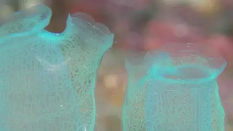 海と水中の写真の写真 54