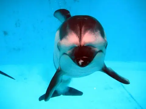 富戸～海中公園ドルフィンツアーの写真 4