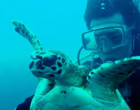 GW大島ダイビングツアー（海中編）の写真 3