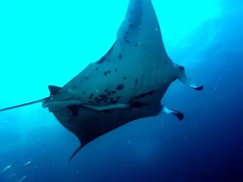 石垣島・マンタ・ツアーの写真 8