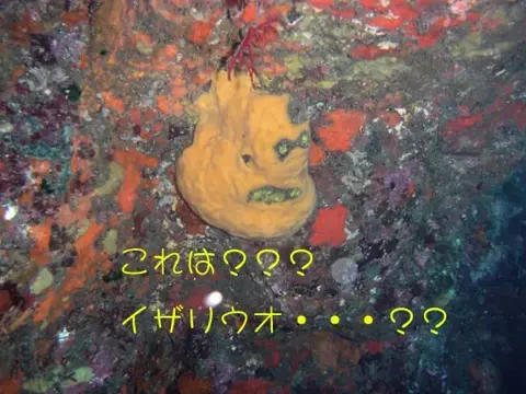 八重山・石垣島の写真 6
