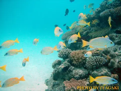 沖縄・渡嘉敷島ツアーフォトグラフの写真 41