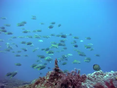 三宅島ツアー(海中編)の写真 5