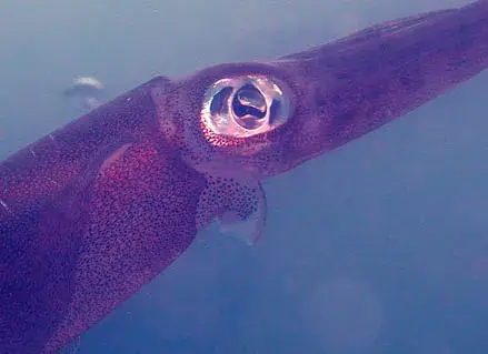 ５月大瀬ツアーの写真 2