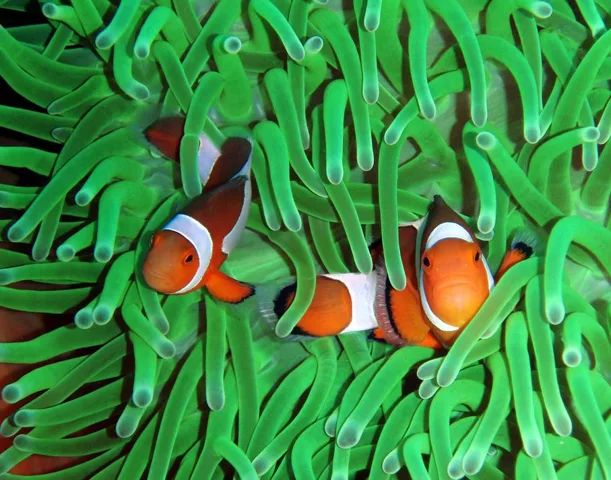 ドマゲッティ　ダイビング・水中写真の写真 33