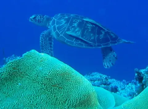 沖縄・渡嘉敷島ツアーフォトグラフの写真 27