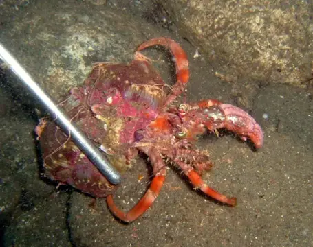 浮島ダイビングツアーの写真 12
