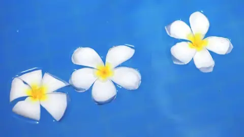 プルメリアの花