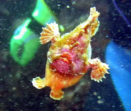 ハコフグの赤ちゃんの写真 5