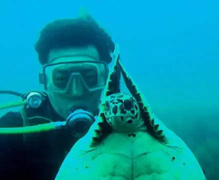 GW大島ダイビングツアー（海中編）の写真 2