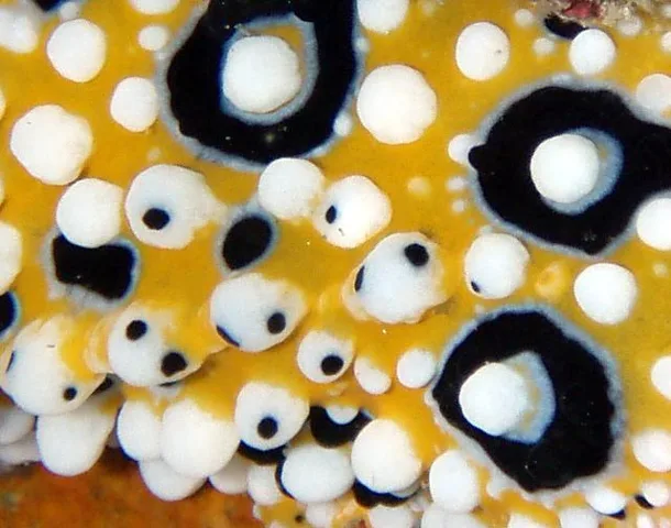 白浜・ダイビングツアーの写真 2