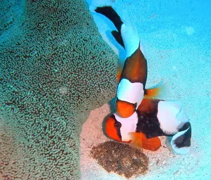 沖縄渡嘉敷島合同ツアーの写真 22