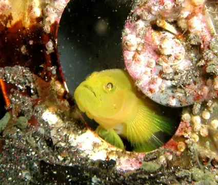 大瀬の写真 4
