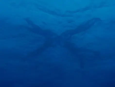 石垣島・マンタ・ツアーの写真 15