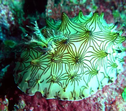 GW大島ダイビングツアー（海中編）の写真 11
