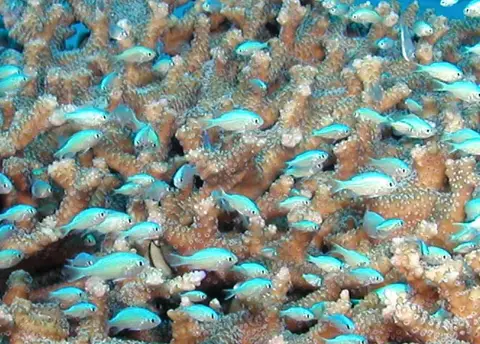 沖縄・渡嘉敷島ツアーフォトグラフの写真 53