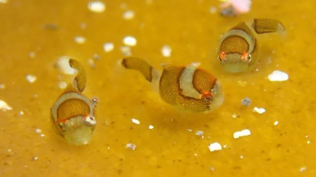水中で撮影した小さな魚（2015年）