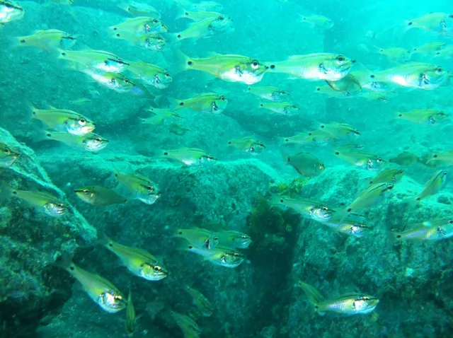 伊豆・大瀬崎でのダイビング：水中で群れを作る魚