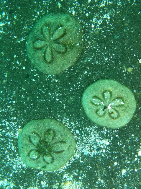 伊豆・大瀬崎でのダイビング：海底で撮影した生き物の接写
