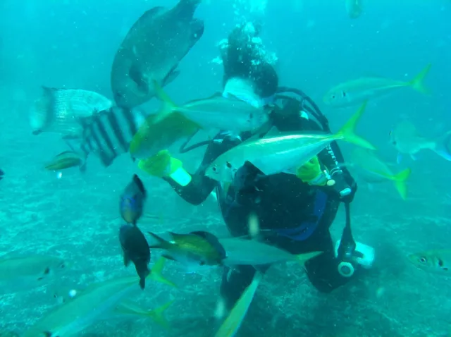 伊豆・大瀬崎でのダイビング：魚の群れを観察するダイバー