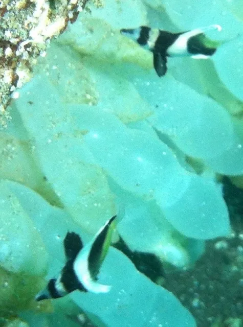 水中で泳ぐ小さな魚