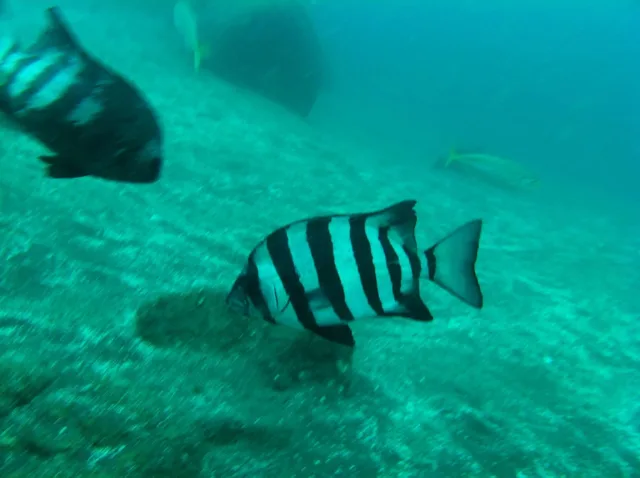 伊豆・大瀬崎でのダイビング：水中で撮影した縞模様の魚