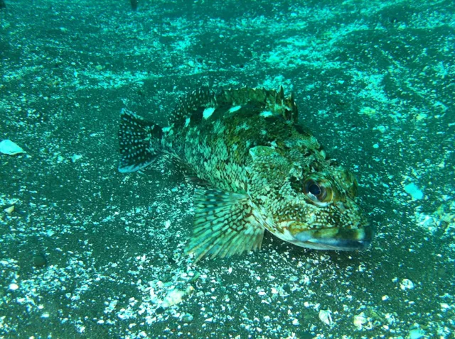 伊豆・大瀬崎でのダイビング：海底に生息する魚