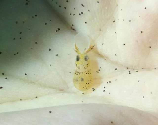 水中の小さな生き物の接写