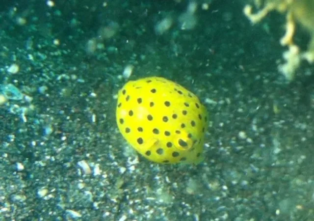 水中の黄色い斑点模様の魚