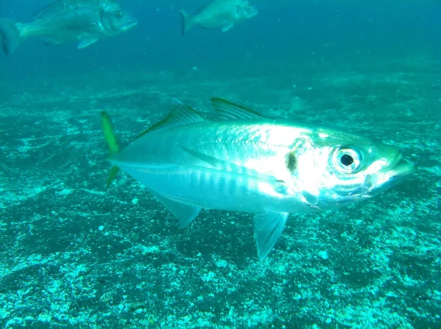 伊豆・大瀬崎でのダイビング：水中を泳ぐ魚
