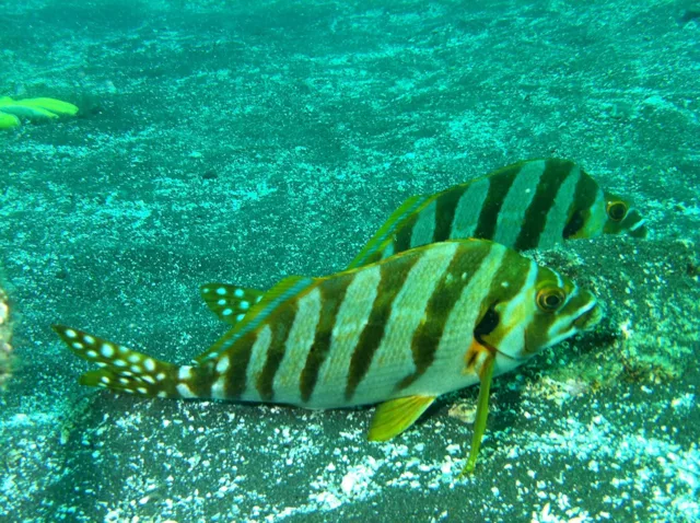 伊豆・大瀬崎でのダイビング：水中で撮影した縞模様の魚