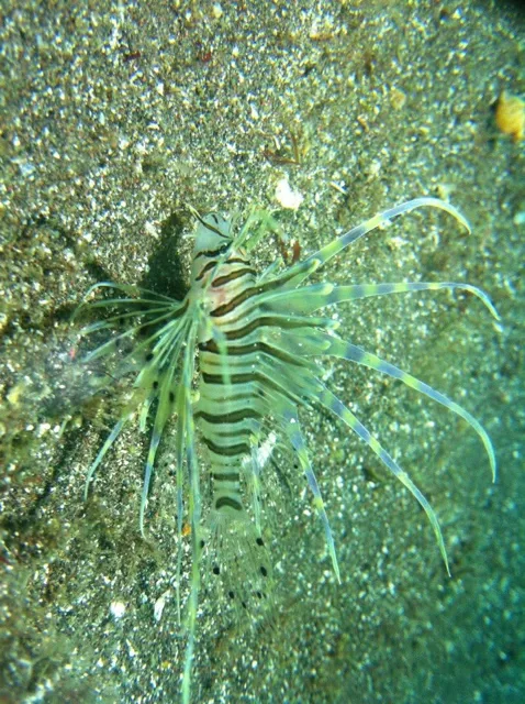水中で撮影した縞模様の魚