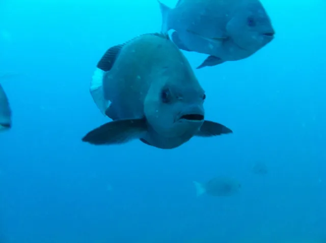 伊豆・大瀬崎でのダイビング：水中を泳ぐ魚の接写